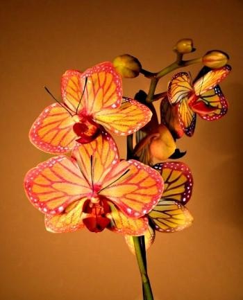 Photo:  Butterfly Orchid